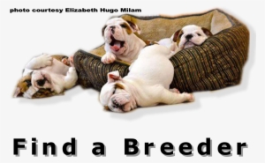 Bulldog Club Of America National Specialty Show Full - Funny New Years Resolution Animal