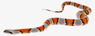 Free Png Snake Png Images Transparent - Snake With Out Back Ground