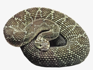 Snake Background Png - Snake Curled Up Transparent