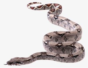 Snake Transparent