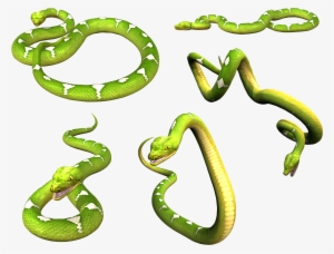 Snake Png - Green Snake Png