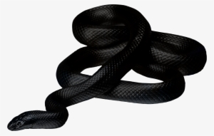 Black Snake Png