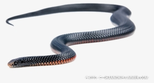 Black Snake Png File - Red Belly Black Snake Png