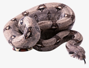 Snake Png - Python Snake Png