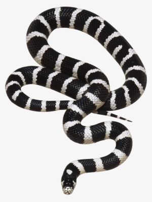 Black And White Snake Png Image - Rắn Đen Sọc Trắng