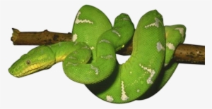 Free Png Download Green Snake Png Images Background - Animals - 850x439 ...