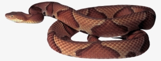 Free Png Brown Snake Png Images Transparent - Brown Tree Snake Transparent