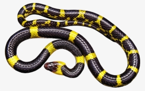 This Free Icons Png Design Of Yellow And Black Snake