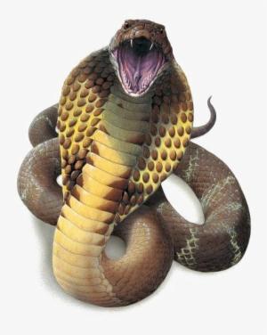 Snake Png High-quality Image - King Cobra Snake Png