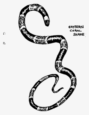 This Free Icons Png Design Of Eastern Coral Snake