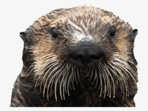 Thank You - Transparent Otter