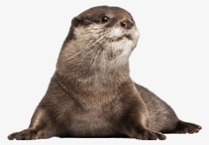 Baby-otter - Otter Png