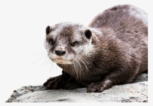 Otter Background Png - Asian Small Clawed Otter Png