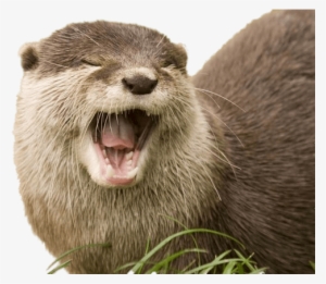 Yawning Otter Transparent Png - Otter Transparent