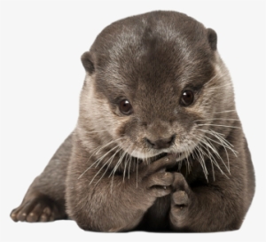 Jpg Freeuse Download Submission Requests - Custom Characteristic ( Animals Mammals Otter Fur Predator