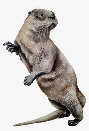 North American River Otter