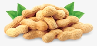 Pagoda Malaysia - Cold Pressed Groundnut Oil