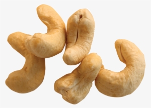 Cashew Nut Png - Kajoo Dry Fruit Tree