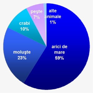 Common Sea Otter Food Distribution Ro - Sea Otter Food