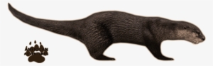 Svg Black And White Stock North American River Jimmyzhoopz - River Otter Png