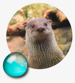 Mongoose Clipart River Otter - Aquarium Of The Bay