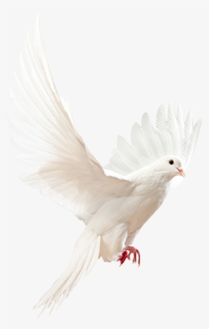 Angel Doves