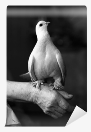 Beyaz Güvercin Duvar Kağıtları