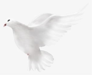 Dove Png Transparent Background - Home