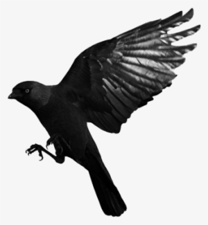 Raven Flying Transparent Png Png Images - Crow Flying Transparent Background