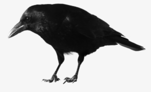 Freeuse Stock Big Black Free On Dumielauxepices Net - Crow Clipart