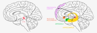 Amygdala Is Responsible For Memory, Decision-making