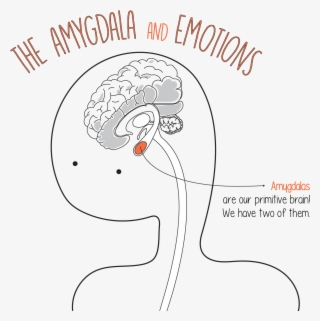 Meet Your Brain