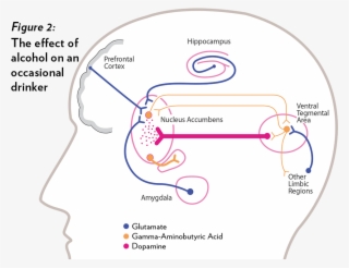 Balancing Act In The Brain
