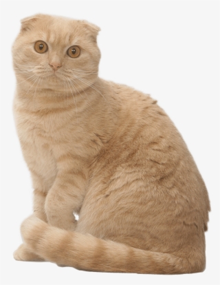 Scottish Fold
