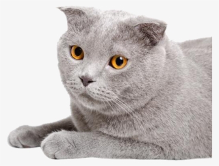 Chartreux Straight Munchkin Cat