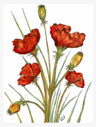 Colour Fine Art Print