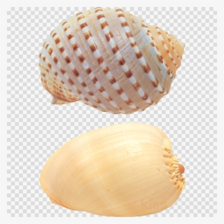 Seashell Clipart Cockle Seashell