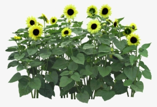 Este Fotos Es Png De Girasol Sobre