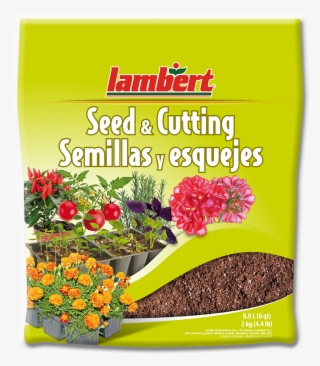 Seedling Png
