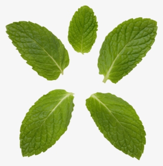Peppermint Transparent Background