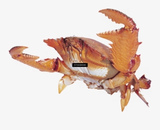 Crab
