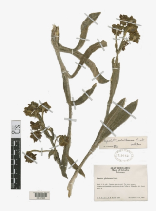 These High Altitude Wetlands Are Important Water Regulators