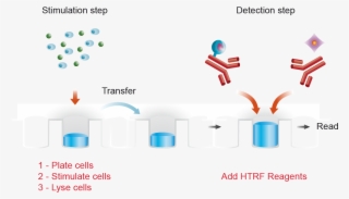 For Detection, Lysates Are Subsequently Transferred