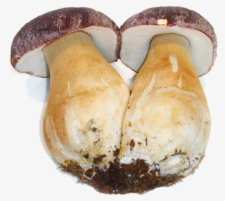 Las Especies Que Se Pueden Comercializar Bajo La Marca