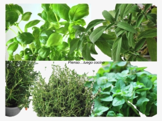 Tarta De Camembert Y Setas