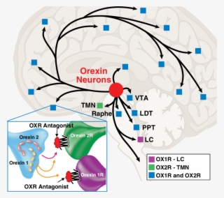 Red Circle Shows Orexin Neurons In The Lateral And