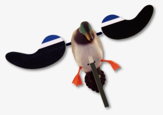 Image Of The Mojo Baby Mallard