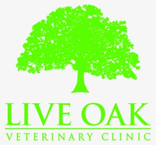 Live Oak Png