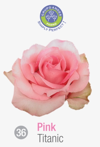 Rosa Variedad Titanic