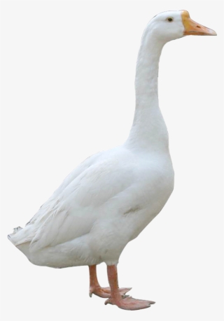 Fur Vector Duck Feather